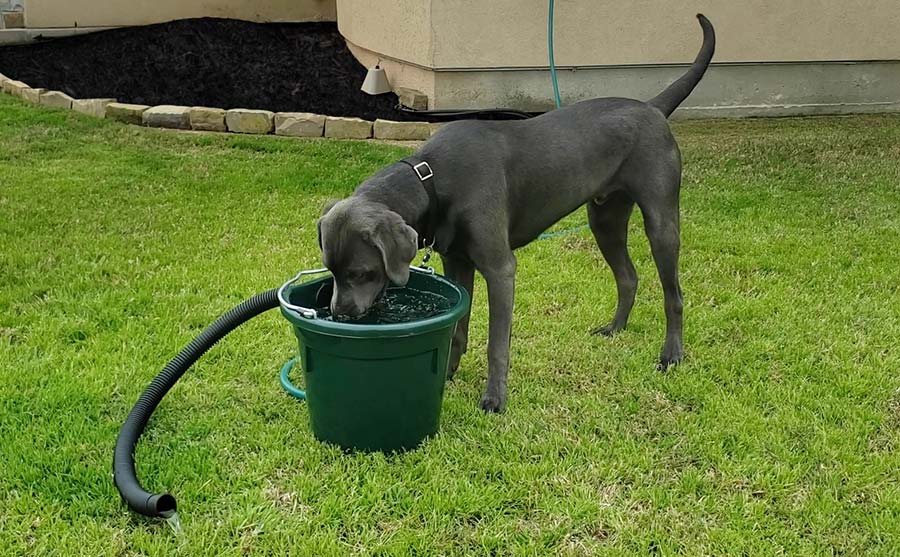 Dog and Livestock Waterer